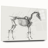 Modern Wall Art – Anatomical Art of Horse Skeleton