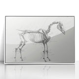 Modern Wall Art – Anatomical Art of Horse Skeleton