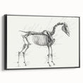Modern Wall Art – Anatomical Art of Horse Skeleton
