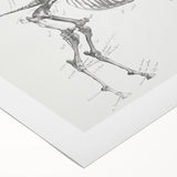 Modern Wall Art – Anatomical Art of Horse Skeleton