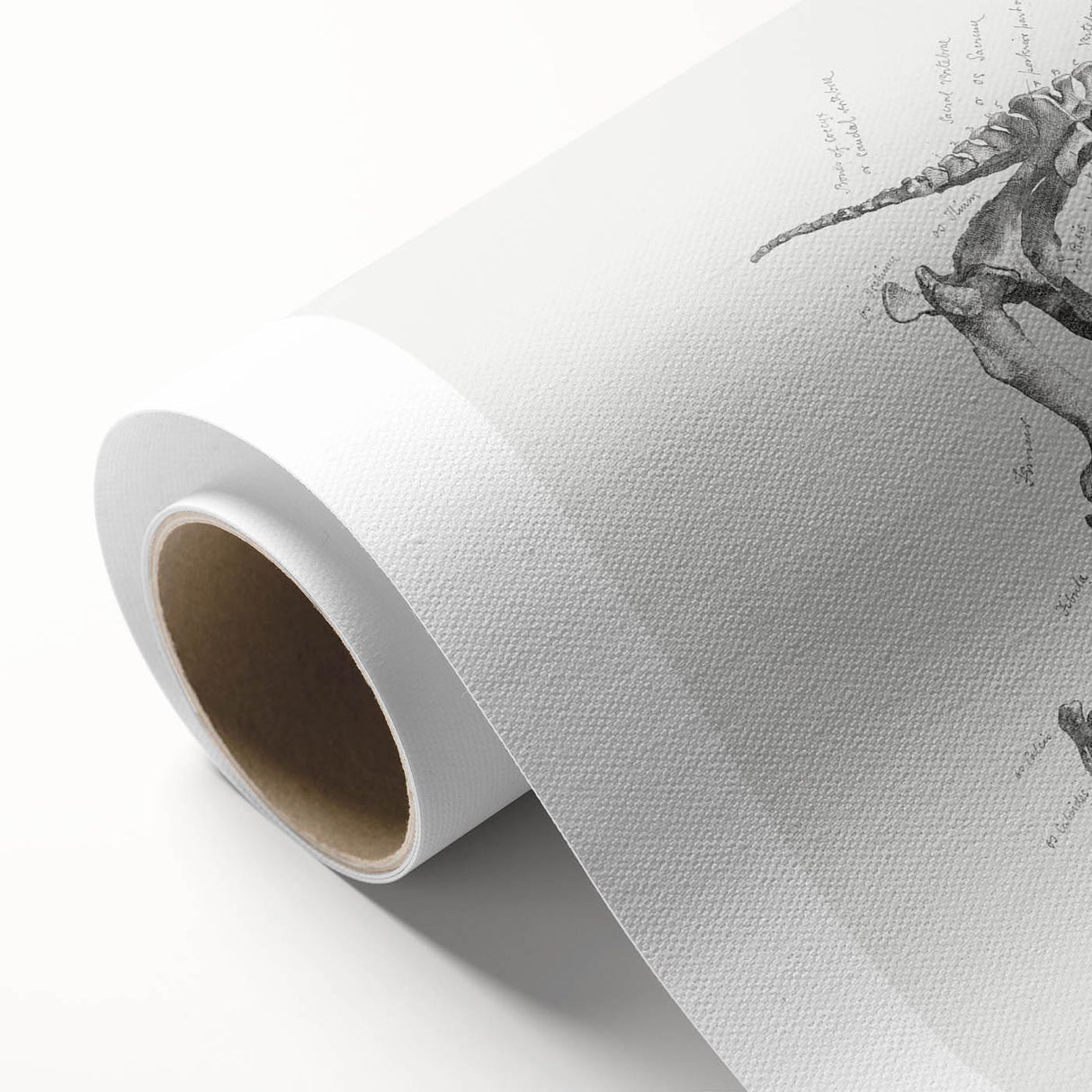 Modern Wall Art – Anatomical Art of Horse Skeleton