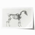 Modern Wall Art – Anatomical Art of Horse Skeleton