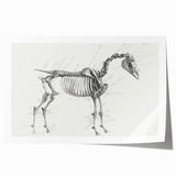 Modern Wall Art – Anatomical Art of Horse Skeleton