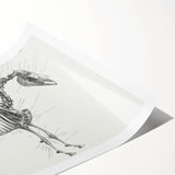 Modern Wall Art – Anatomical Art of Horse Skeleton