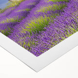 Rolled canvas print showcasing a serene countryside landscape with rolling hills and vibrant green fields, elegantly packaged in a protective cardboard tube for safe transport. Ideal for home decor enthusiasts seeking a touch of nature's beauty.