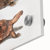 Terrapin Realism Art Print - Flat-Backed and Spinose Terrapins Zoology Art