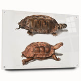 Terrapin Realism Art Print - Flat-Backed and Spinose Terrapins Zoology Art