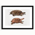 Terrapin Realism Art Print - Flat-Backed and Spinose Terrapins Zoology Art