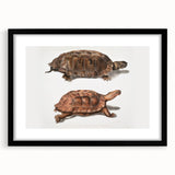 Terrapin Realism Art Print - Flat-Backed and Spinose Terrapins Zoology Art
