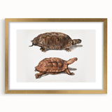 Terrapin Realism Art Print - Flat-Backed and Spinose Terrapins Zoology Art