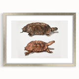 Terrapin Realism Art Print - Flat-Backed and Spinose Terrapins Zoology Art
