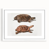 Terrapin Realism Art Print - Flat-Backed and Spinose Terrapins Zoology Art