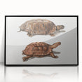 Terrapin Realism Art Print - Flat-Backed and Spinose Terrapins Zoology Art