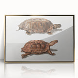 Terrapin Realism Art Print - Flat-Backed and Spinose Terrapins Zoology Art