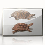 Terrapin Realism Art Print - Flat-Backed and Spinose Terrapins Zoology Art