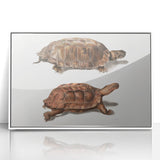 Terrapin Realism Art Print - Flat-Backed and Spinose Terrapins Zoology Art