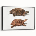 Terrapin Realism Art Print - Flat-Backed and Spinose Terrapins Zoology Art