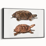 Terrapin Realism Art Print - Flat-Backed and Spinose Terrapins Zoology Art