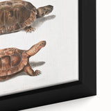 Terrapin Realism Art Print - Flat-Backed and Spinose Terrapins Zoology Art