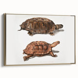 Terrapin Realism Art Print - Flat-Backed and Spinose Terrapins Zoology Art