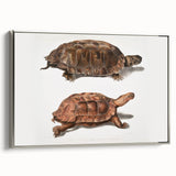 Terrapin Realism Art Print - Flat-Backed and Spinose Terrapins Zoology Art