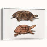 Terrapin Realism Art Print - Flat-Backed and Spinose Terrapins Zoology Art