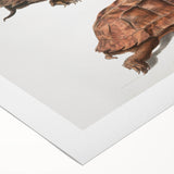 Terrapin Realism Art Print - Flat-Backed and Spinose Terrapins Zoology Art