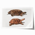Terrapin Realism Art Print - Flat-Backed and Spinose Terrapins Zoology Art