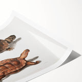 Terrapin Realism Art Print - Flat-Backed and Spinose Terrapins Zoology Art