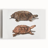 Terrapin Realism Art Print - Flat-Backed and Spinose Terrapins Zoology Art