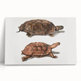 Terrapin Realism Art Print - Flat-Backed and Spinose Terrapins Zoology Art