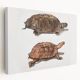 Terrapin Realism Art Print - Flat-Backed and Spinose Terrapins Zoology Art