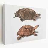 Terrapin Realism Art Print - Flat-Backed and Spinose Terrapins Zoology Art