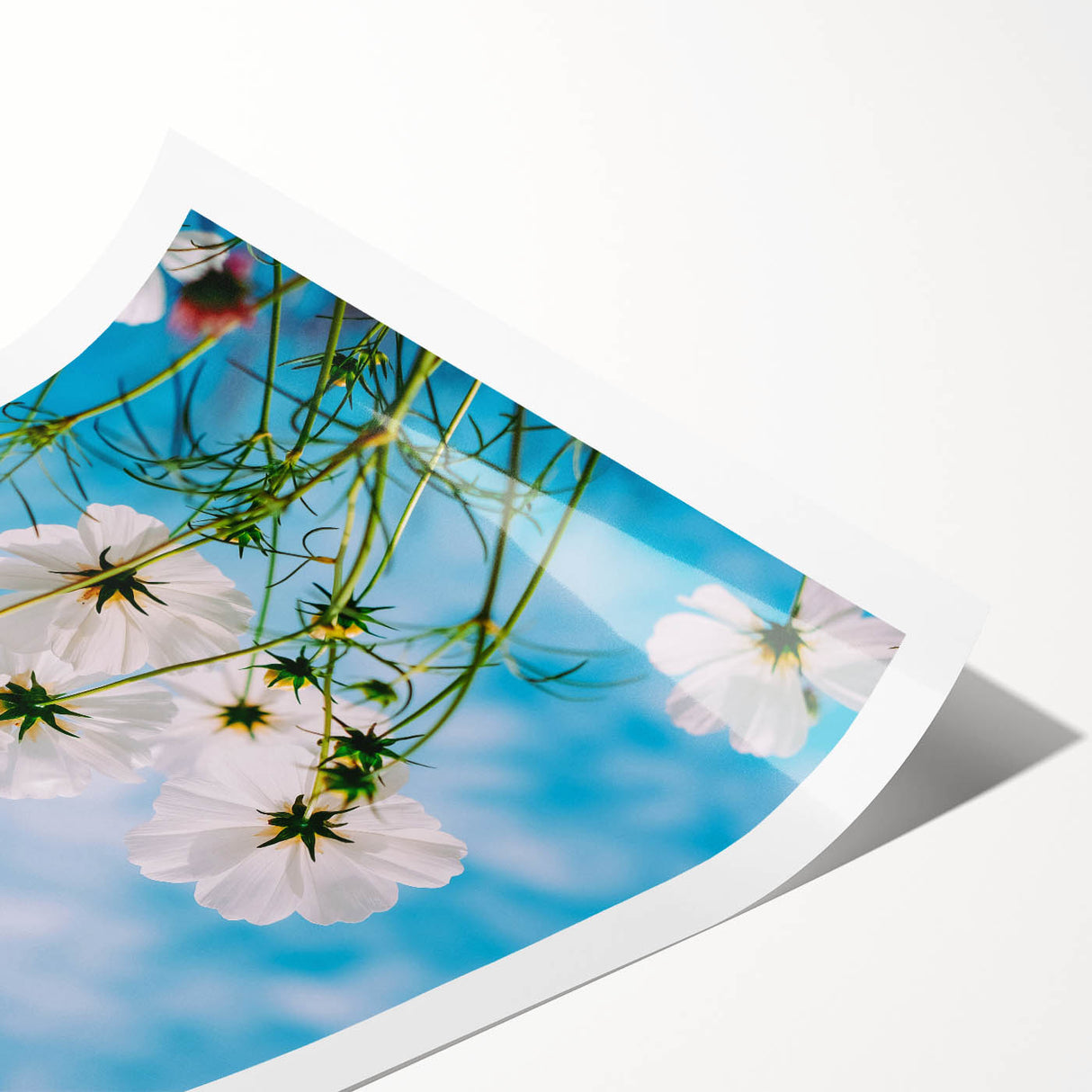 Extra large wall art featuring line art flowers in soft pastel shades on a rolled print, ideal for large living room decor.