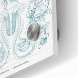 Modern Marine-Inspired Wall Art – Abstract Ctenophore Design