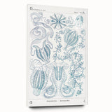 Modern Marine-Inspired Wall Art – Abstract Ctenophore Design