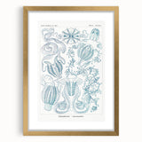 Modern Marine-Inspired Wall Art – Abstract Ctenophore Design