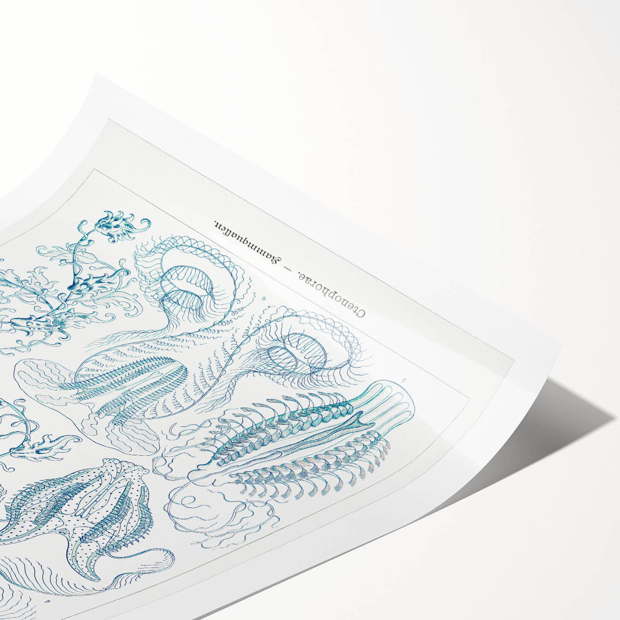 Modern Marine-Inspired Wall Art – Abstract Ctenophore Design