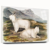 Romanticism Art - Rocky Mountain Goat Print by Audubon