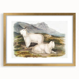 Romanticism Art - Rocky Mountain Goat Print by Audubon