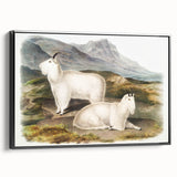 Romanticism Art - Rocky Mountain Goat Print by Audubon