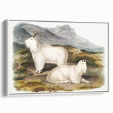 Romanticism Art - Rocky Mountain Goat Print by Audubon