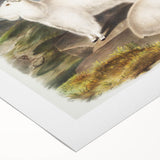Romanticism Art - Rocky Mountain Goat Print by Audubon