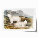 Romanticism Art - Rocky Mountain Goat Print by Audubon