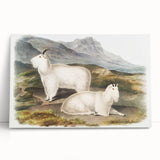Romanticism Art - Rocky Mountain Goat Print by Audubon