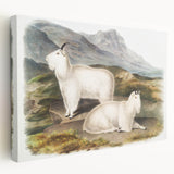 Romanticism Art - Rocky Mountain Goat Print by Audubon