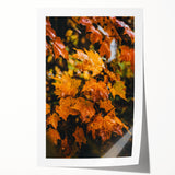 Extra large rolled print of autumnal floral art in warm orange and red tones, ideal for dining room wall decor.