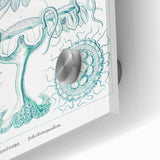 Modern Marine-Inspired Wall Art – Discomedusae by Ernst Haeckel