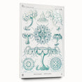Modern Marine-Inspired Wall Art – Discomedusae by Ernst Haeckel