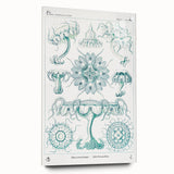 Modern Marine-Inspired Wall Art – Discomedusae by Ernst Haeckel